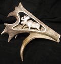 Alaska Gifts - Caribou Antler with moose in tundra